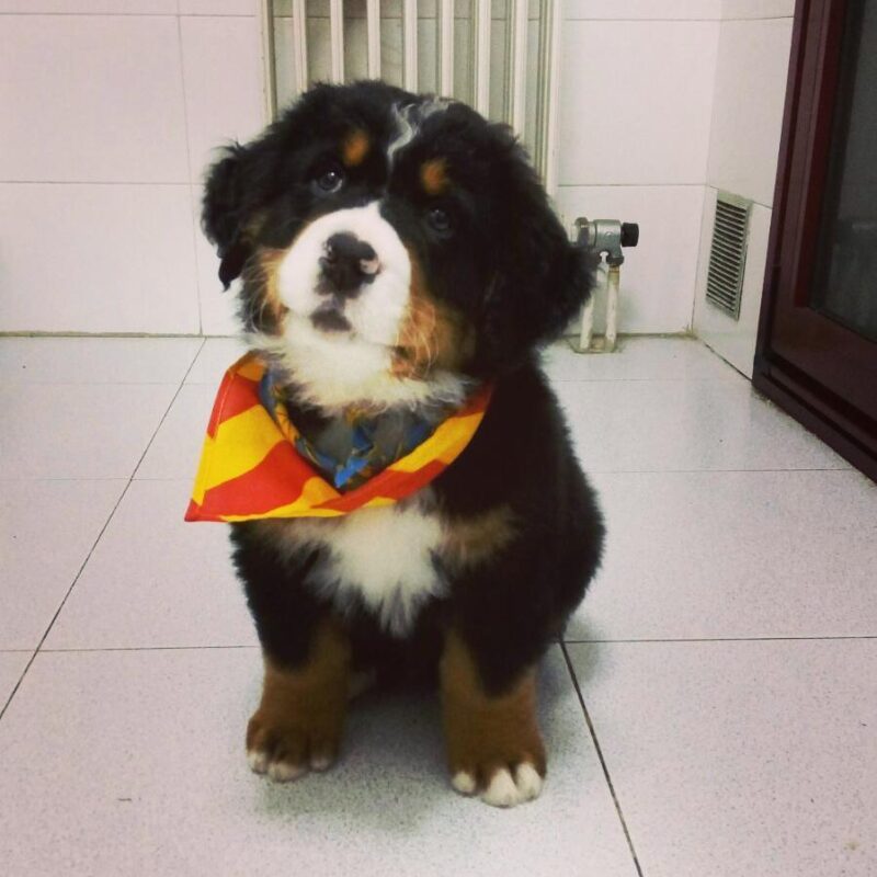 Bernese Mountain dog puppies for sale