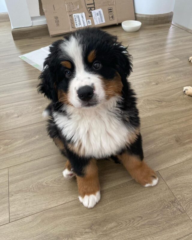 Bernese mountain puppies for sale